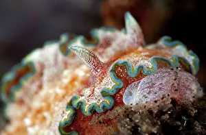 Cincta: Nudibranch