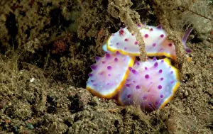 Mexichromis: Nudibranch