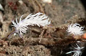 Flabellina: Nudibranch