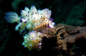Mexichromis: Nudibranch