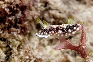Trawangan: Nudibranch