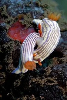 Hypselodoris: Nudibranch