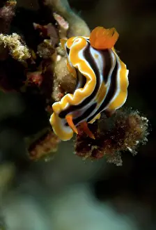 Magnifica: Nudibranch