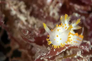 Seasearch: A Nudibranch
