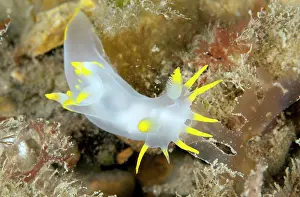 Seasearch: Nudibranch