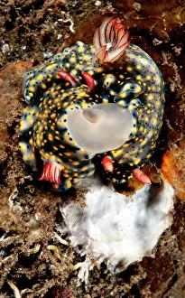 Infucata: Nudibranch