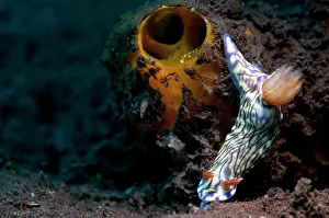 Hypselodoris: Nudibranch