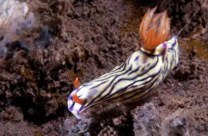 Hypselodoris: Nudibranch