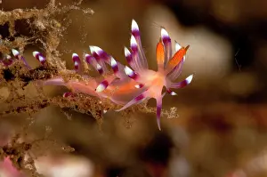 Flabellina: Nudibranch