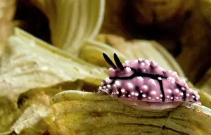 Trawangan: Nudibranch