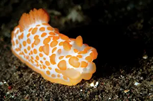 Gymnodoris: Nudibranch