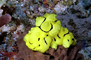 Trawangan: Nudibranch