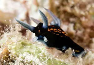 Crawling: Nudibranch