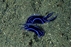 Brit: Nudibranch, Chelidonura varians, Witu Islands, West New Brit
