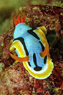 Sponge: Nudibranch (Chromodoris annae) with extended long a