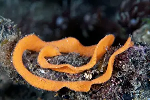 Slugs: Nudibranch eggs