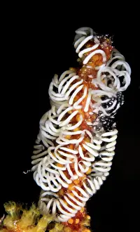 Lea Lee: Nudibranch Eggs