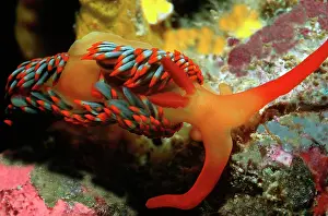 Nudibranchs: Nudibranch - Endemic to North Western Australia