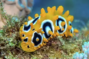 Nudibranch: Nudibranch Eye-spotted warty snail (Phyllidia oc