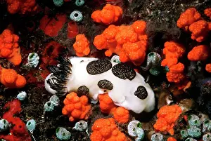 Funebris: Nudibranch - Feeding on reef Toxic to predators
