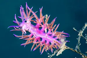 Nudibranches: Nudibranch, Flabellina ischitana, Marine Protected area Punt