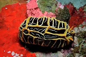 Sponges: Nudibranch - gliding over colourful sponge garden