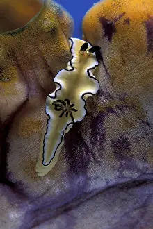 Nudibranches: Nudibranch, Glossodoris atromarginata, on a tunicate, Polyca