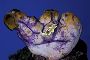 Nudibranches: Nudibranch, Glossodoris atromarginata, on a tunicate, Polyca