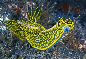 Crawl: Nudibranch (Hypselodoris picta webbi). Tenerife