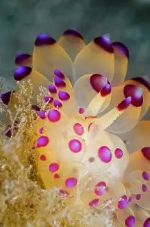 Pemuteran: detail of a Nudibranch (Janolus sp1)