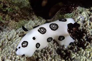 Chromodorididae: Nudibranch, Jorunna funebris, Walindi, West New Britain, Pap