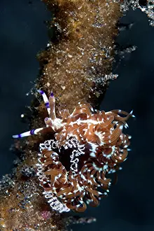 Pteraeolidia: Nudibranch - laying eggs