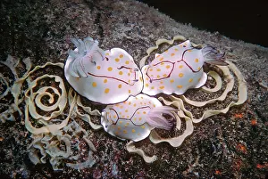 Spirals: Nudibranch - Laying eggs on a destroyed oil rig at 35meters