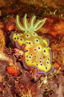 Chromodoris: Nudibranch Magnificent star snail (Chromodoris kuniei)