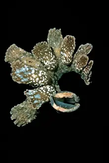 Stretches: Nudibranch - Melibe has a huge mouth (bottom right)