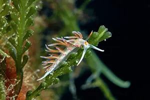 Campania: Nudibranch pilgrim hervia (Cratena peregrina), V