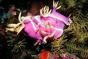 Nudibranchs: Nudibranch - Pink Nudibranchs in a group mating bunch