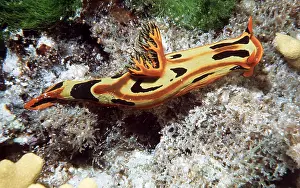 Nudibranches: NUDIBRANCH / Sea Slug