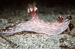 Nudibranches: Nudibranch / Sea Slug