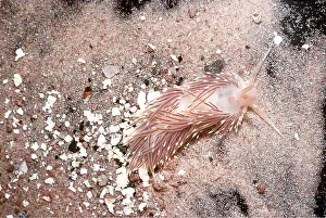 Nudibranches: Nudibranch / Sea Slug