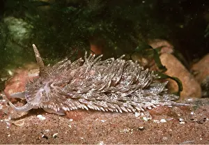 Nudibranches: Nudibranch / sea slug