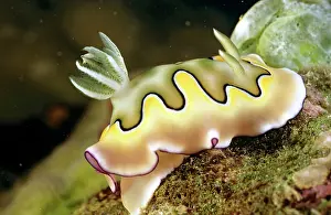 Chemicals: Nudibranch (sea slug) (Chromodoris coil) Unlike