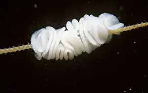 David Nance: NUDIBRANCH / Sea Slug - eggs on food hydroid