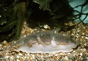 Nudibranches: NUDIBRANCH / Sea Slug - largest British feeds on Alcyonaria
