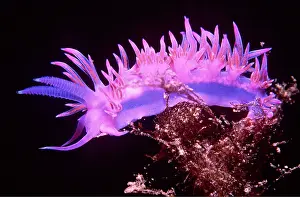 Nudibranches: Nudibranch / Sea Slug - Purple