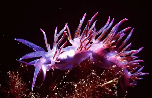 Nudibranches: Nudibranch / Sea Slug - purple