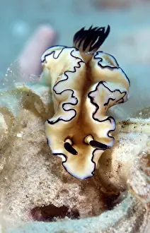 Trawangan: Nudibranch sp