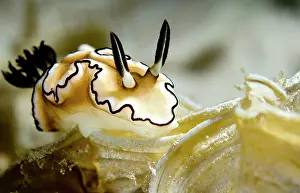 Trawangan: Nudibranch sp