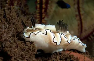 Trawangan: Nudibranch sp
