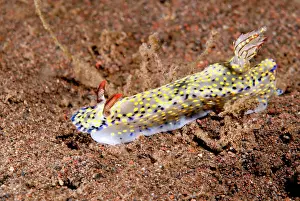 Hypselodoris: Nudibranch species
